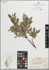 Foto von Salix glauca L. x Salix myrsinites L.